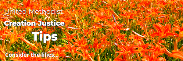 March 2025 Tips: Consider the Lilies