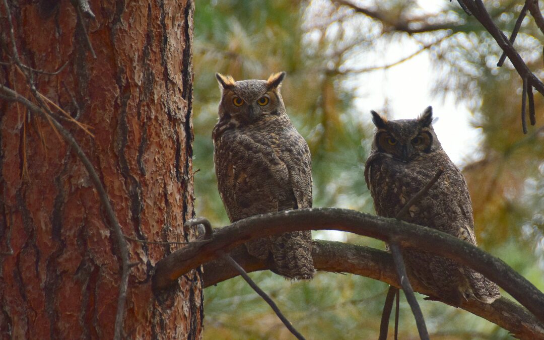 Caretakers of God’s Creation—Wisdom From the First Coordinators